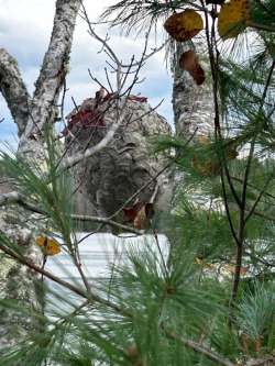 Paper wasp nest Photo: Sue Mayotte