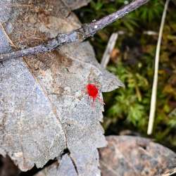 Velvet mite Photo: Sandy Dannis