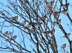 Snow buntings Photo: Susan March