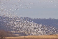 Snow geese Photo: Tom Grett