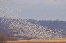Snow geese Photo: Tom Grett