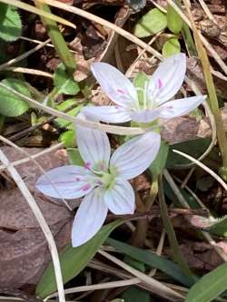 Spring beauties Photo: Rob Reiber