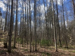 Spring Timber Stand Photo: Alex Barrett