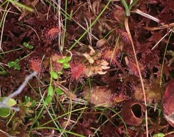 Sundews and pitcherplants Photo: Sharon Bombard