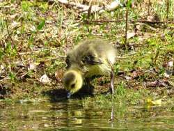 Thirsty duckling Photo: Richard Philben