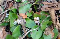 Trailing arbutus Photo: Judy Sweet