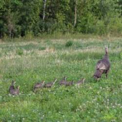 Turkey family Photo: AM Dannis