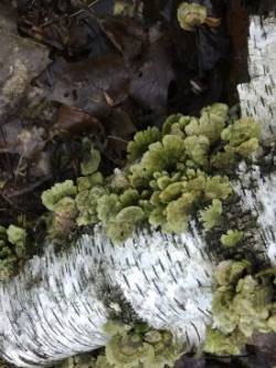 Vermont Woods Photo: Bonita Choly