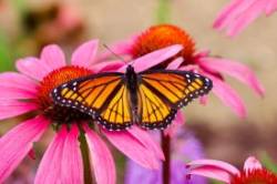 Viceroy butterfly Photo: Tom Grett