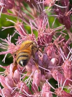 Western bee Photo: Louanne Nielsen