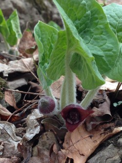 Wild Ginger Photo: Ron Becker