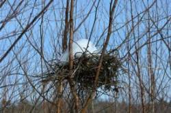 Winter nest Photo: Stephen Fox