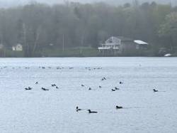 Loons Photo: Bobby Battle