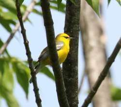 Warbler Photo: Paul Constantino