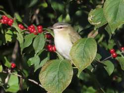 Vireo Photo: Charlie Schwarz