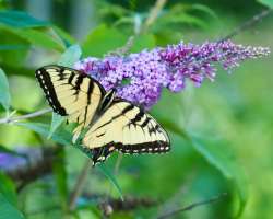 Swallowtail Photo: Ross Lanius