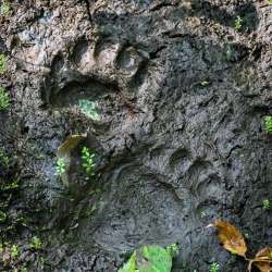 Black bear prints Photo: Sandy Dannis