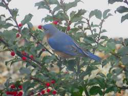 Bluebird Photo: Lawrence Campion