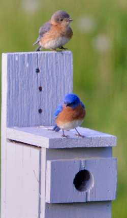 Bluebirds Photo: Karen Dean