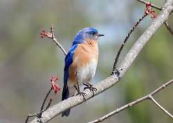 Bluebird Photo: Karinne Heise