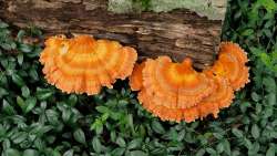 Bracket fungus Photo: Ross Lanius