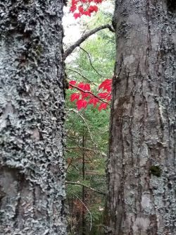Colorful autumn Photo: Joyce Layne