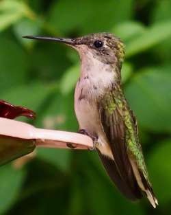 Female hummingbird Photo: Ross Lanius