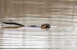 Muskrat Photo: Andrei Burnin