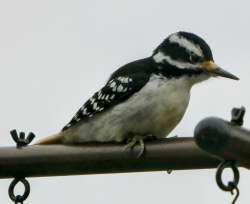 Hairy woodpecker Photo: Michael Wilson