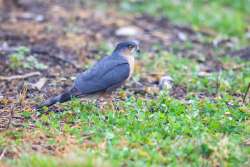 Hawk Photo: Tom Grett