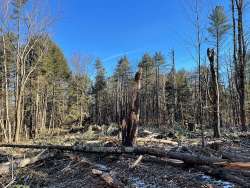 Early successional habitat Photo: Alex Barrett