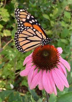 Monarch season Photo: Judy Kaiser