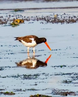 Oystercatcher Photo: Ross Lanius