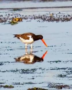 Oystercatcher Photo: Ross Lanius