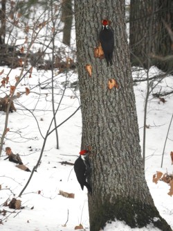 Pileated Woodpecker Bunch Photo: William Coder