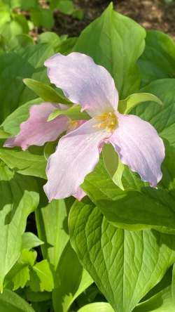 Pink trilliums Photo: Bob Schatz