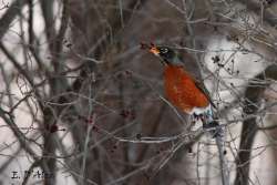 Winter Robin Photo: Kirk Gentalen