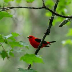 Scarlet tanager Photo: Amy Quist