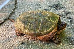 Snapping turtle Photo: Richard Philben