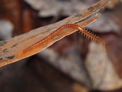 Soil centipede Photo: Charlie Schwarz