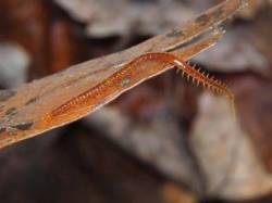Soil centipede Photo: Charlie Schwarz