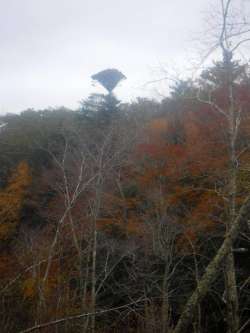 Strange trees Photo: C.J. Frankiewicz