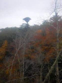 Strange trees Photo: C.J. Frankiewicz