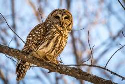 Owl Photo: Travis Cook