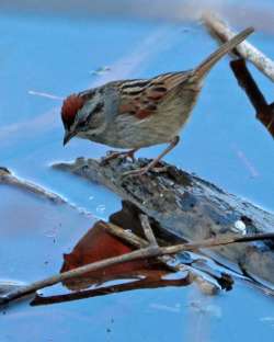 Swamp Sparrow Photo: Sheri Larsen