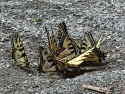 Tiger swallowtail Photo: Jack Nelson