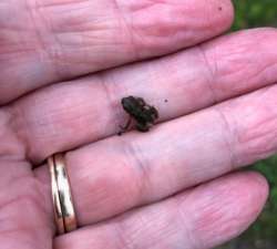 Tiny frog Photo: Penelope Harris