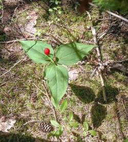 Trillium berry Photo: Joyce Layne