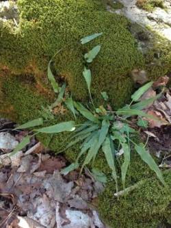 Walking Fern Photo: Ronald Becker