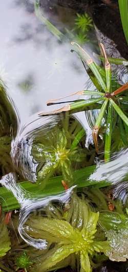 Water plants Photo: Susan Lichty